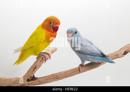 Gelbe Lobebird und Pastell blau Forpus Stockfoto