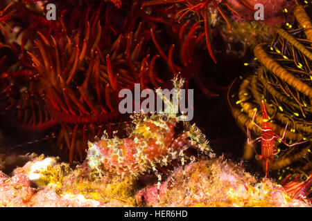 Unterwasser Foto von Marbled Shrimp (Saron Marmoratus) Stockfoto