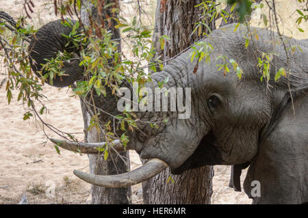 Ein männlicher afrikanischer Elefant (Loxodonta Africana) nutzt seinen Rüssel um zu ernähren sich von Blättern und Äste von einem Baum Südafrika, Afrika Stockfoto
