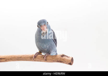 Mauve Forpus Essen Sonnenblumenkerne auf Zweig weißer Hintergrund Stockfoto