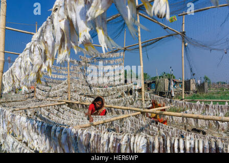 Chittagong: Fisch Rack Trockengestelle im Hafen, Fischer, Fischen, Division Chittagong, Bangladesch Stockfoto