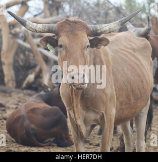 Kühe in Afrika Stockfoto