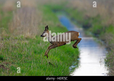 Europäische Rehe (Capreolus Capreolus) Bock mit Geweih samt springen bedeckt über Bach läuft durch Grünland im Frühjahr Stockfoto