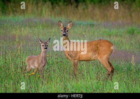 Europäische Rehe (Capreolus Capreolus) weibliche mit Kitz in Grünland am Waldrand im Sommer Stockfoto