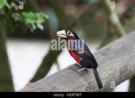 Bärtige Barbet Vogel (Lybius Dubius), eine afrikanische Barbet, Südafrika Stockfoto