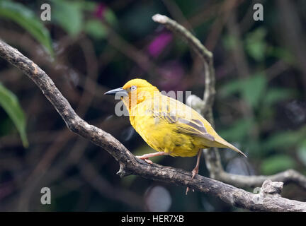 Golden Palm Weaver Vogel, Erwachsene, Seitenansicht, Südafrika Stockfoto