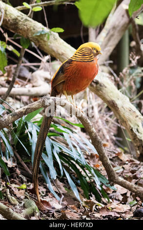 Erwachsenen männlichen Goldfasan oder chinesische Fasan, (Chrysolophus Pictus), Stockfoto