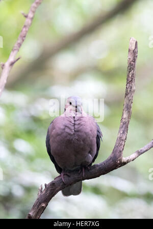 Laughing Dove (Spilopelia Senegalensis), eine kleine Taube wohnhaft in Subsahara-Afrika, Mddle Osten und Indien. Stockfoto
