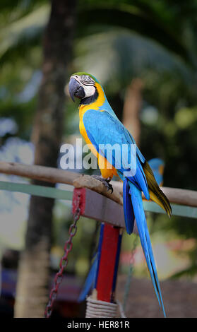 Spaß Foto mit großen schönen Ara Papagei Stockfoto
