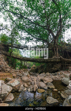 Cherrapunjee: Root-Brücke der Wurzeln der Gummibaum (Ficus Elastica) über einen Bach, Meghalaya, Indien Stockfoto