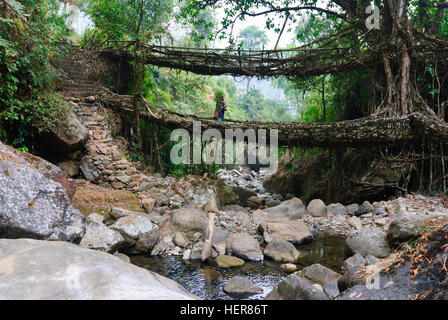 Cherrapunjee: Root-Bridge Wurzeln der Gummibaum (Ficus Elastica) über einen Bach, Frau Säckchen mit Brennholz drüber, Meghalaya, Indien trägt Stockfoto