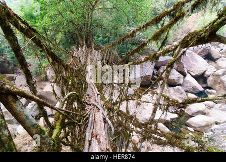 Cherrapunjee: root-Brücke der Wurzeln der Gummibaum (Ficus Elastica) über einen Bach, Meghalaya, Indien Stockfoto
