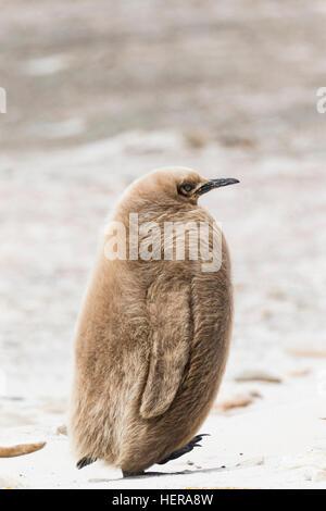 Juvenile Königspinguin Stockfoto