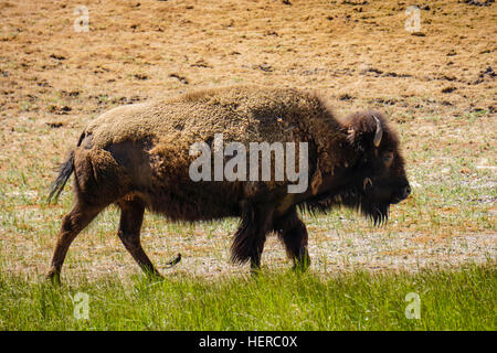 Kanada, Alberta, Waterton Lakes National Park, Bison Paddock, Bison Stockfoto