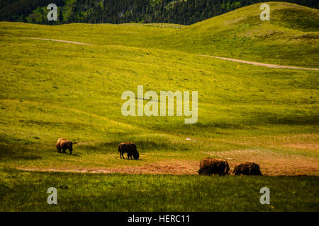 Kanada, Alberta, Waterton Lakes National Park, Bison Paddock, Bisons Stockfoto