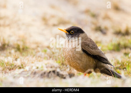 Falkland-Drossel auf Saunders Island Stockfoto