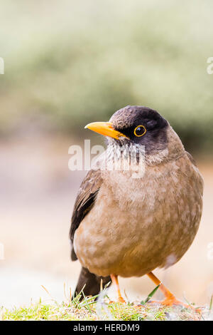 Falkland-Drossel auf Saunders Island Stockfoto