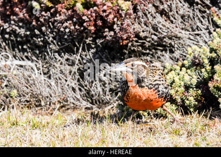 Long-tailed Meadowlark Falkland-Inseln: Stockfoto