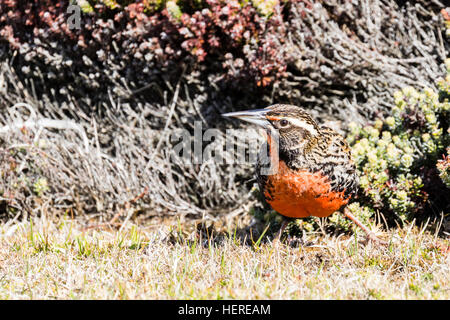 Long-tailed Meadowlark Falkland-Inseln: Stockfoto