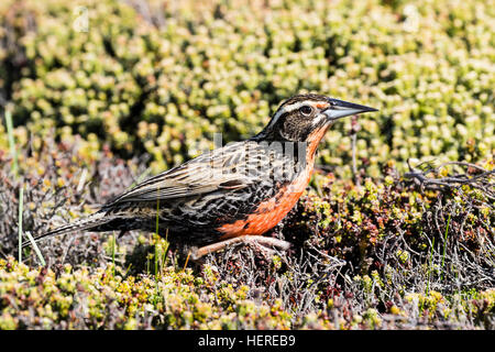 Long-tailed Meadowlark Falkland-Inseln: Stockfoto