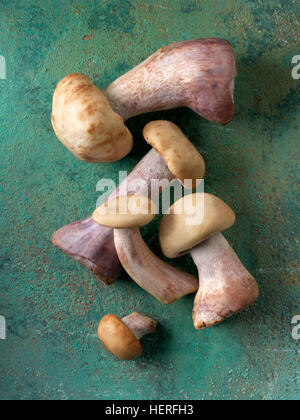 Frisch gepflückte wilde Bio Holz blewit Pilze (Clitocybe nuda), blau Maul Pilze Stockfoto