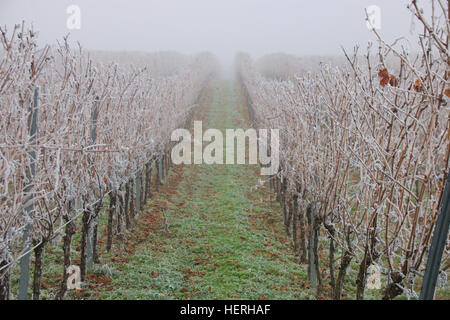 Gefrorenen Nebel in einem Weingut in Rheinhessen, Deutschland Stockfoto
