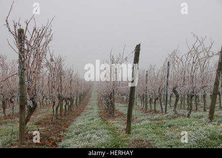 Gefrorenen Nebel in einem Weingut in Rheinhessen, Deutschland Stockfoto