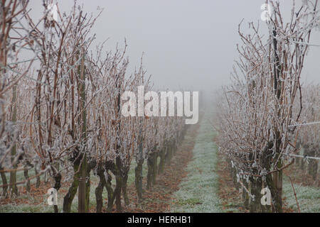 Gefrorenen Nebel in einem Weingut in Rheinhessen, Deutschland Stockfoto