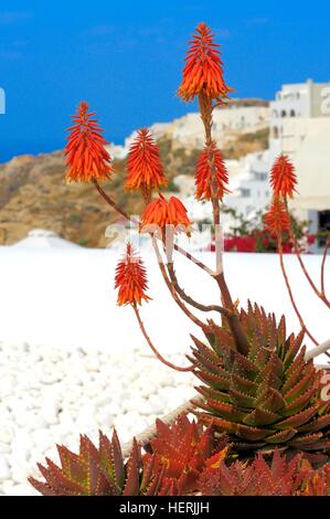 Aloe-Vera-Pflanzen mit Blick auf die Caldera in Oia, Santorini, Griechenland Stockfoto