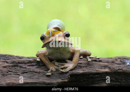 Schnecke sitzt oben auf einem eared Frosch, Indonesien Stockfoto