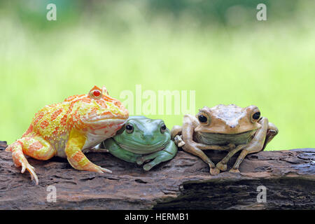 Drei Frösche sitzen auf einem Baumstamm, Indonesien Stockfoto