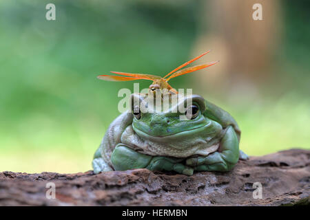 Libelle sitzt auf einem plumpen Frosch, Indonesien Stockfoto