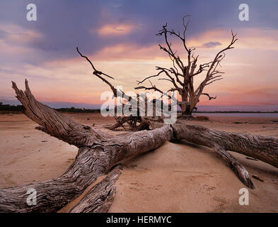 Baumstämme am Strand, See Bonney, Barmera, Riverland, South Australia, Australien Stockfoto