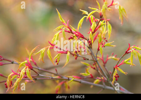 Acer Palmatum Katsura Frühling Laub Stockfoto