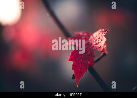 Ahornblatt nach dem Regen. Stockfoto