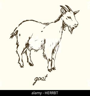 Ziege, handgezeichnete Vektor-illustration Stock Vektor