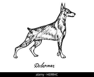 Dobermann, Hand gezeichnete Doodle, skizzieren im Pop-Art-Stil, Vektor Stock Vektor