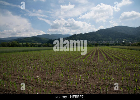 Junger Mais Pflanzen sprießen in Bereichen unterstützt durch den Schwarzwald-Hügeln. Stockfoto