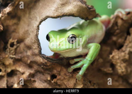 Plumpen Frosch sitzt auf einem Baum, Indonesien Stockfoto