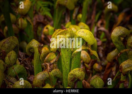 Cobra Lilly Darlingtonia Californica Naturstätte Florenz Oregon Stockfoto