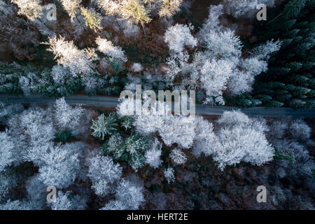 Luftaufnahme der Straße schlängelt sich durch verschneite Bäume, Salzburg, Österreich Stockfoto