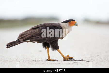 Caracara (Caracara Cheriway) mit toten Frosch, Florida, USA Stockfoto