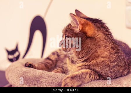 Katze auf der Oberseite der Scratcher. Schöne Katze liegend und die Umgebung zu beobachten. Stockfoto