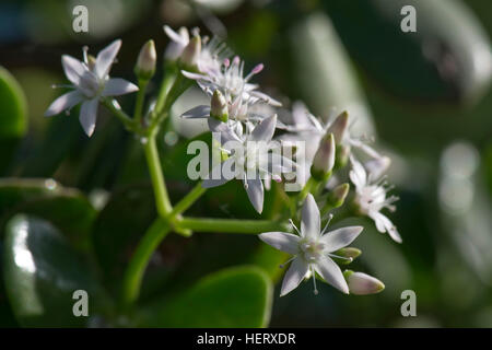 Geldbaum, jade Tree, glückliche Baum, Crassula Ovata, weißen Blüten auf Sukkulenten Zimmerpflanze Stockfoto