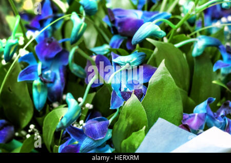 Zartes Bouquet von blaue Orchideen als Geschenk Stockfoto