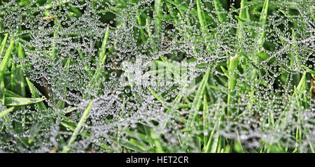 Hintergrund der Rasen Spinnennetz bedeckt in Tautropfen gebildet in kalten Wintermorgen Stockfoto