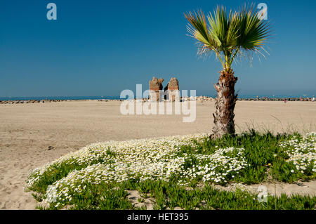 Viele Pflanzen der Kamille blüht im Frühling am Strand Stockfoto