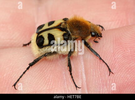 Nahaufnahme einer eurasischen Bee Käfer (Trichius Zonatus oder T. Fasciatus) posiert auf meine hand Stockfoto
