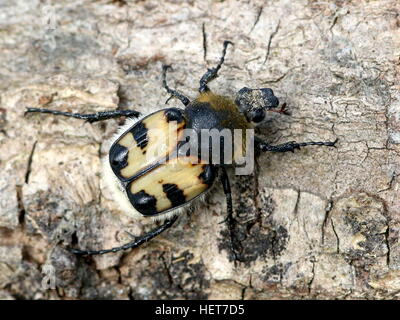 Nahaufnahme eines eurasischen Bee-Käfers (Trichius Zonatus oder T. Fasciatus) an einem Baumstamm Stockfoto
