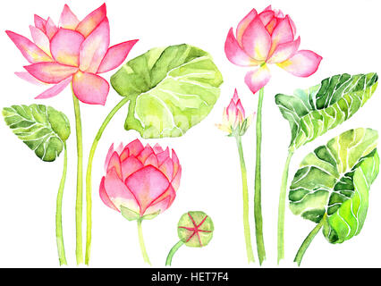 Pink Lotus Stockfoto